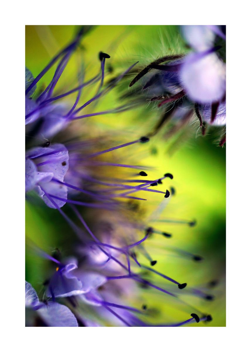 Abstract Pop Color Nature Photography 01 (LIMITED EDITION OF 15) by Richard Vloemans