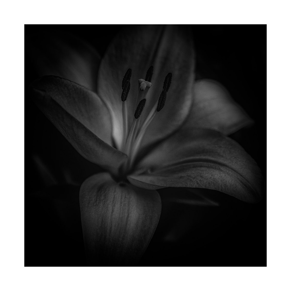 Lily Blooms Number 5 - 12x12 inch Fine Art Photography Limited Edition #1/25 by Graham Briggs