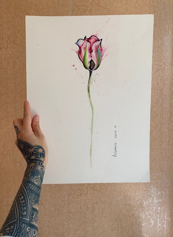 Tulip