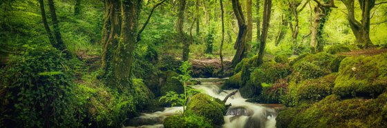 Bosahan Woods Stream Panorama