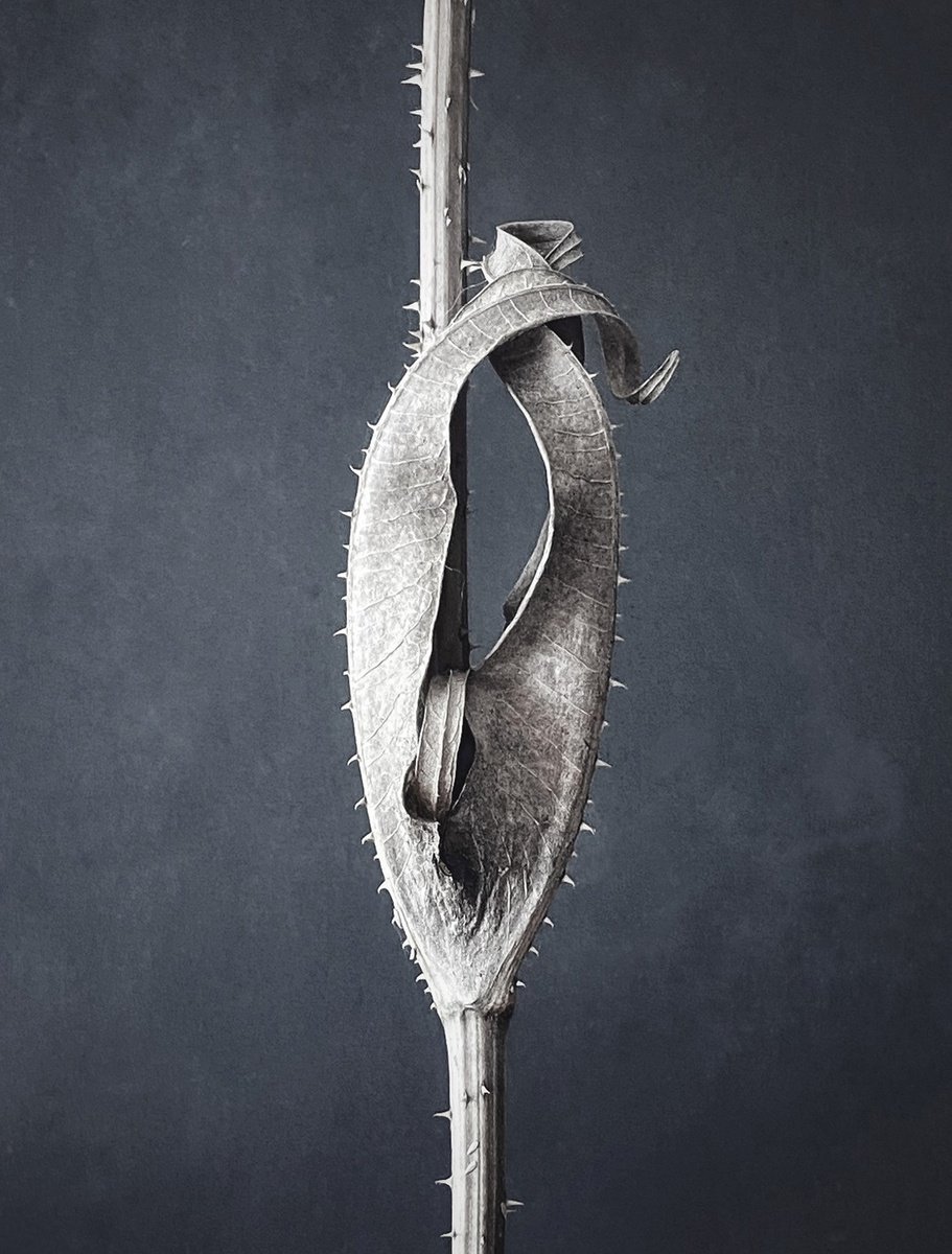 Expressive Botanical Photograph By Sarah Parsons, 12 X 15", Teasle Stem, Original Artwork