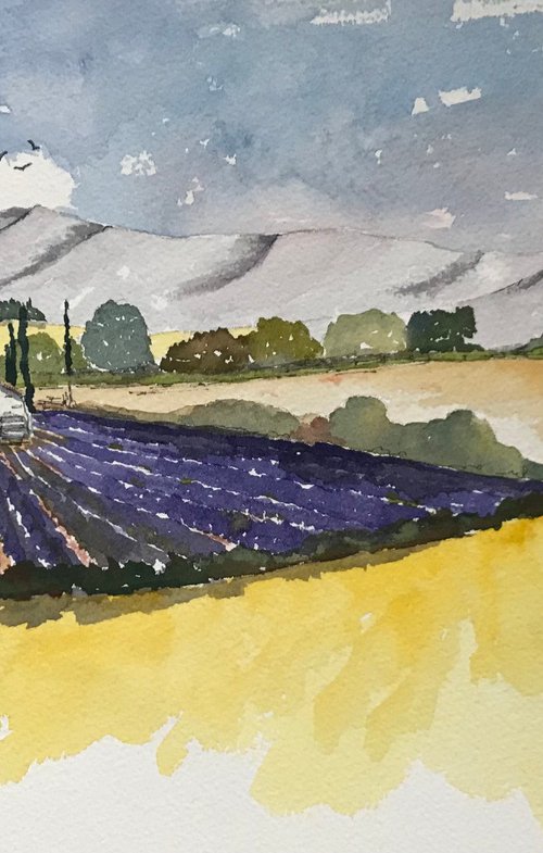 Lavender in Provence 2 by Brian Tucker