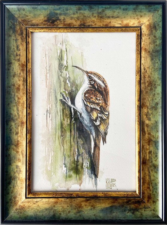 Treecreeper bird Framed