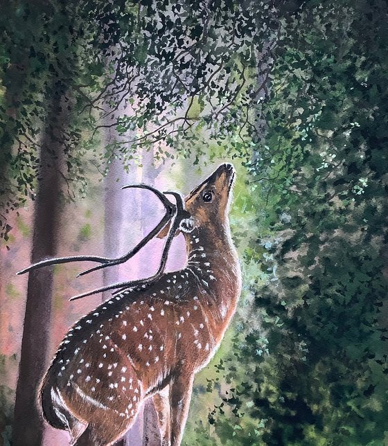 Wild Deer (Dawn)