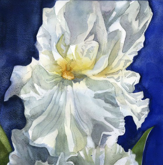 white iris with blue