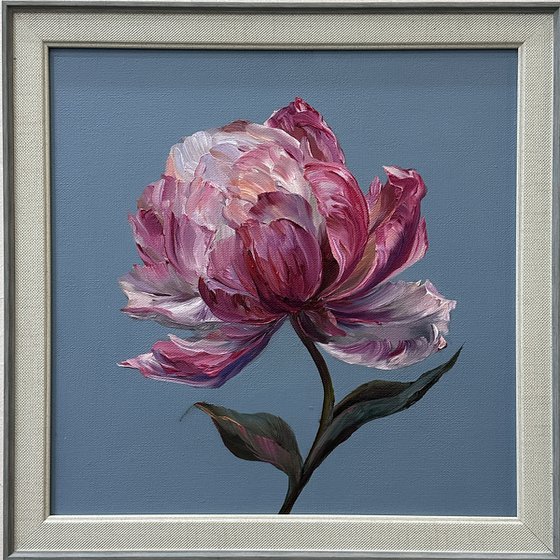 Delicate pink peony