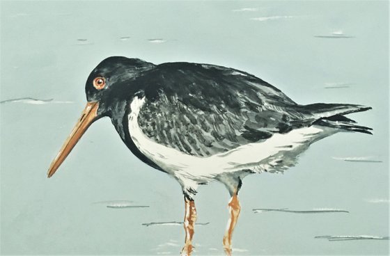 Oystercatcher # 2