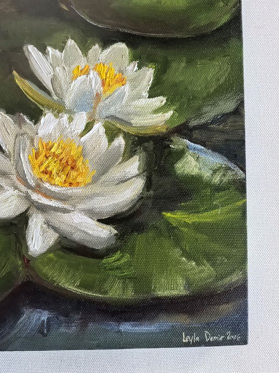 Water lilies