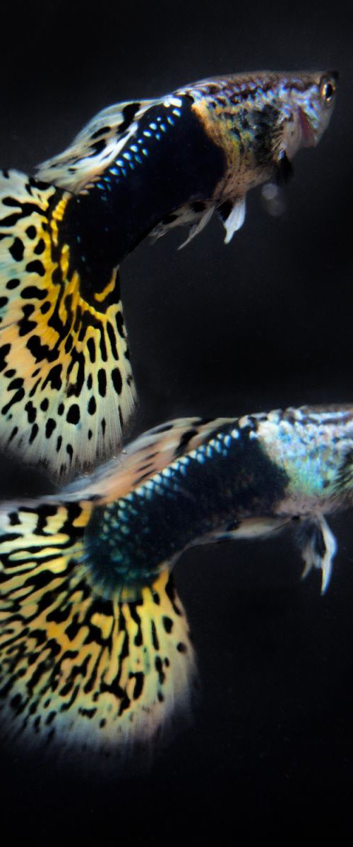 2 Guppies by MICHAEL FILONOW