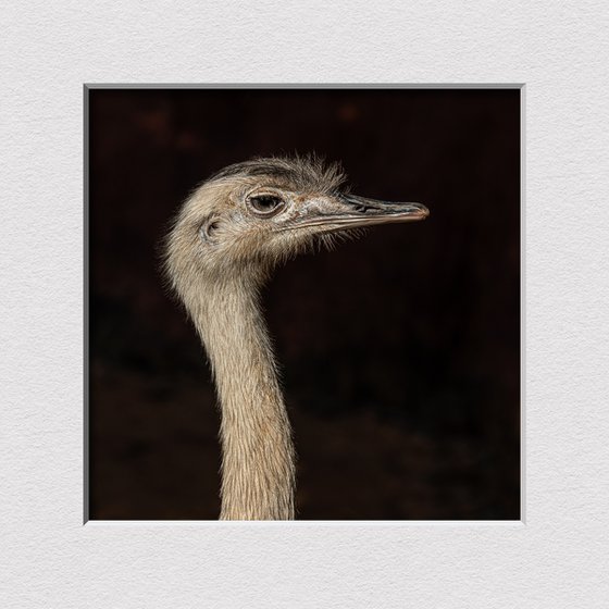 Ostrich portrai