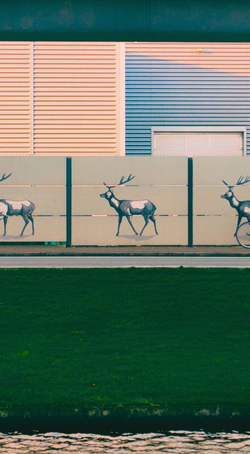 Deer + Bike by Marc Ehrenbold