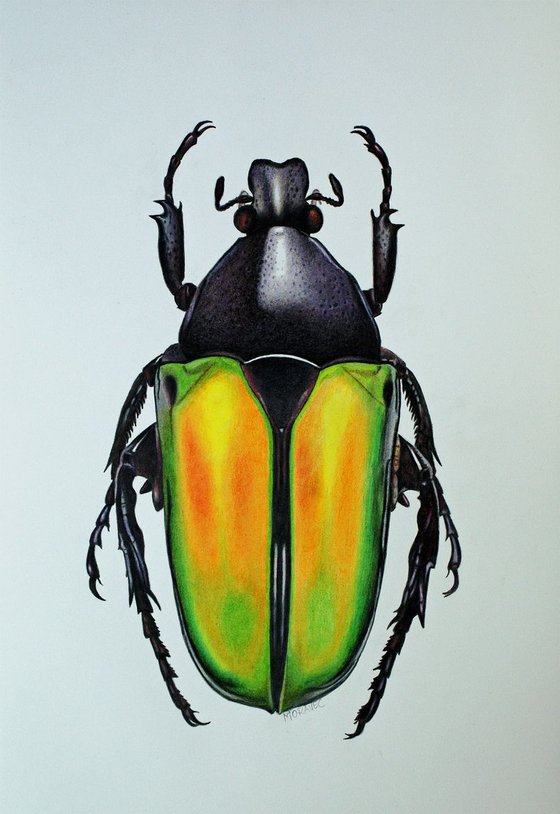 Caelorrhina Semiviridis