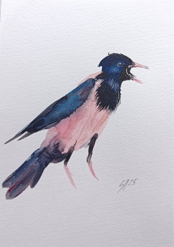 Rosy Starling IV