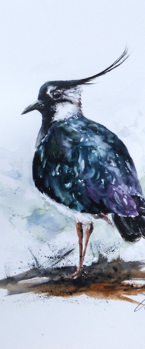 Lapwing. by Graham Kemp