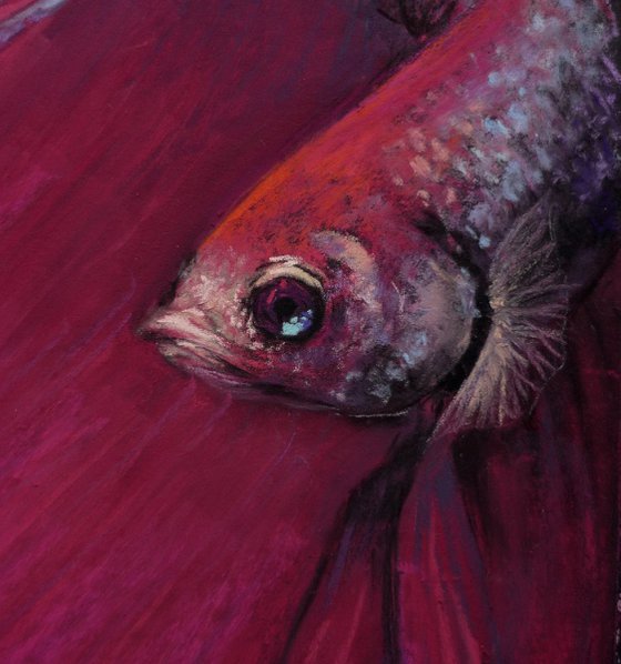 "Red Cock". Original Pastel Portrait