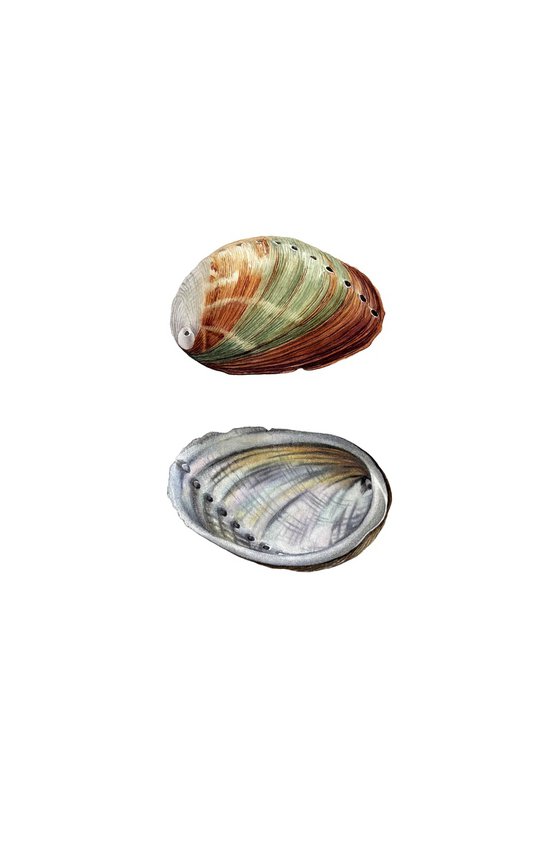 Abalone Shell Study 1