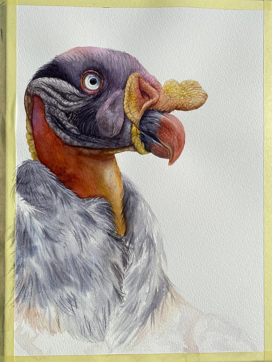 King Vulture, bird portrait