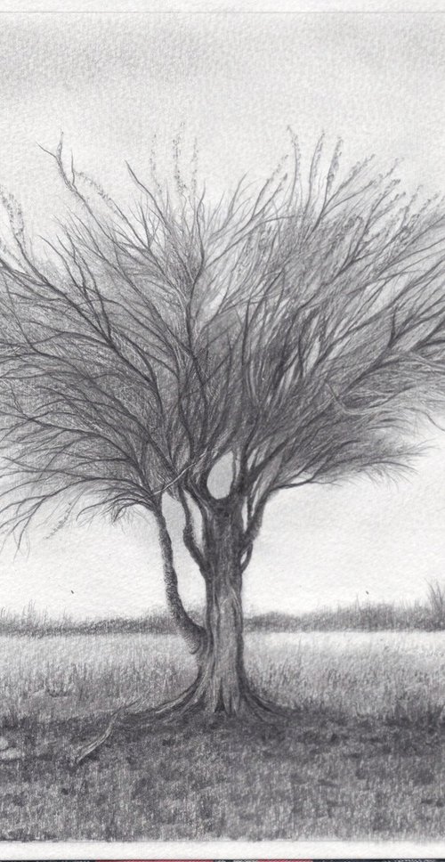 Mulga Desert Tree by Shweta  Mahajan