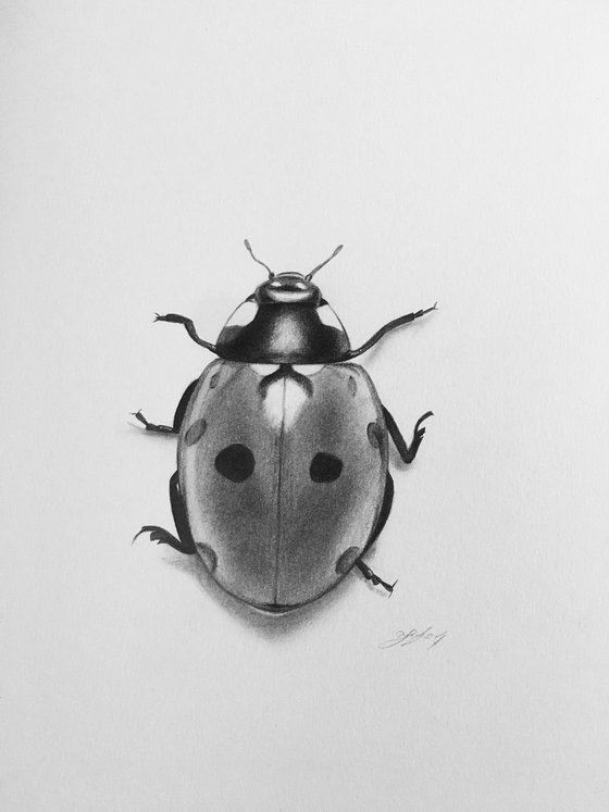 Ladybug