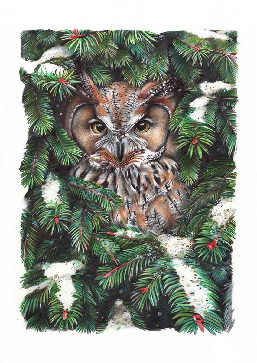 Owl in Spruce Branches by Daria Maier