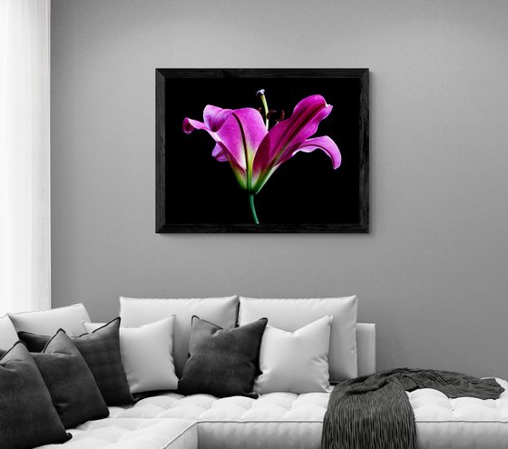 Pink Oriental Trumpet Lily