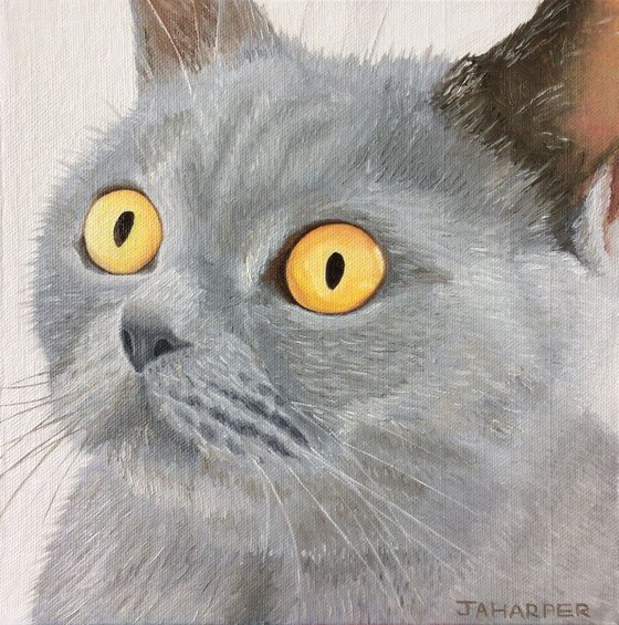 Grey Cat