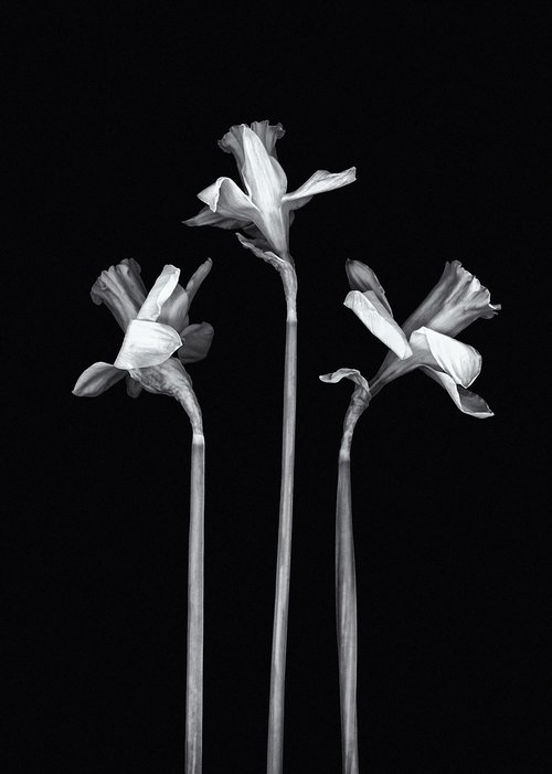 Three Daffodils by Paul Nash