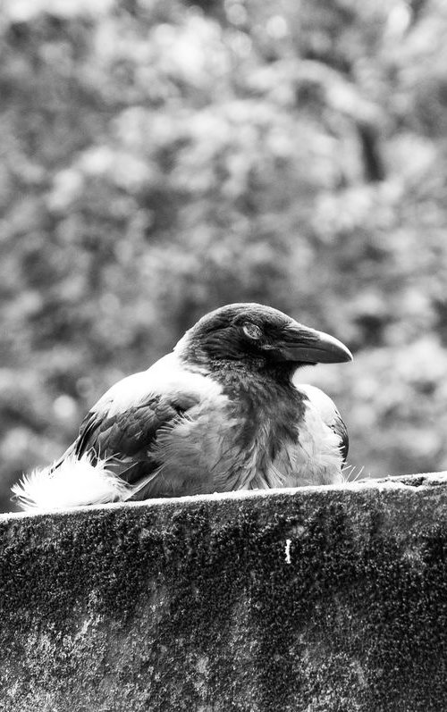 Starets (from the "Birds" set) by Adam Mazek