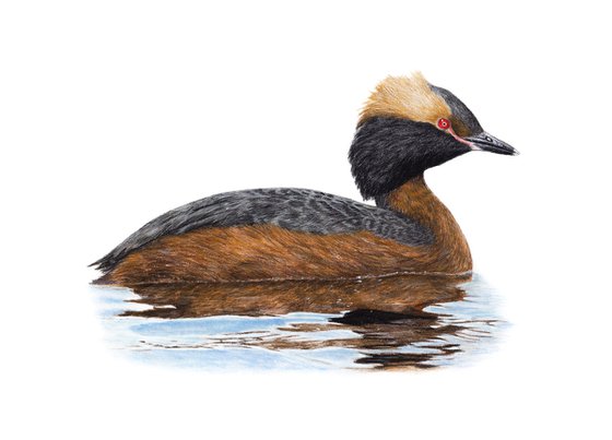 Original pastel drawing bird "Horned grebe"