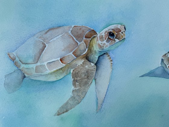 Turquoise Turtles