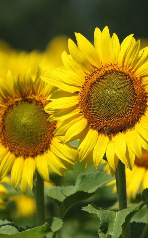 Sunflowers in the field by Sonja  Čvorović