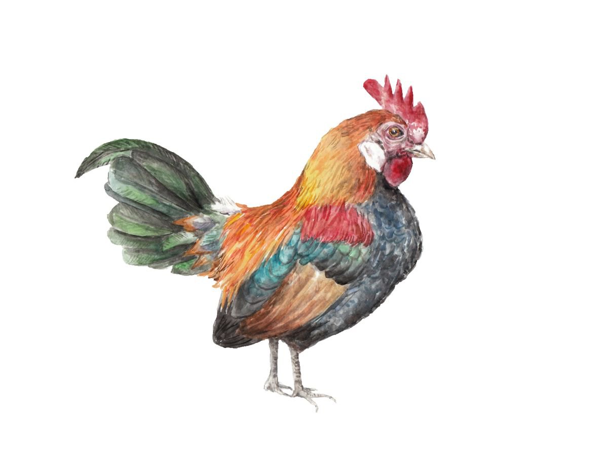 Rooster Original Watercolor Bird by Lauren Rogoff