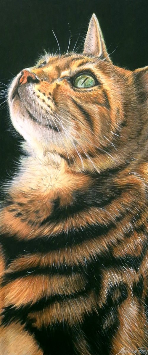 Bengal Beauty by Silvia Frei