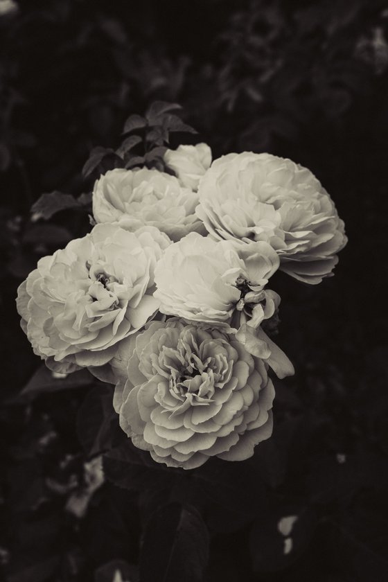 Roses at Inishbeg
