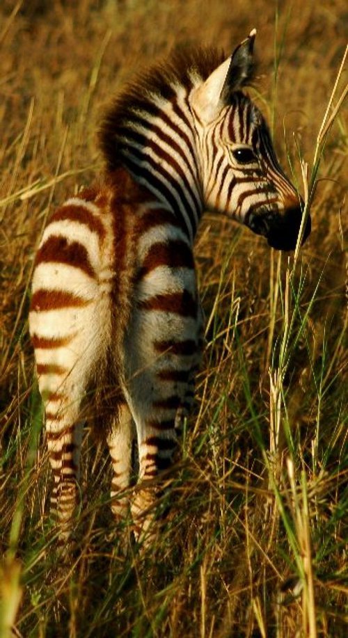 Baby Zebra by Marc Ehrenbold
