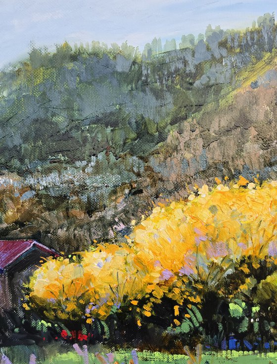 Where Mimosas Bloom