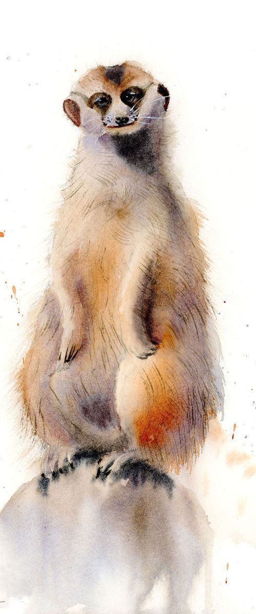 Meerkat by Olga Tchefranov (Shefranov)