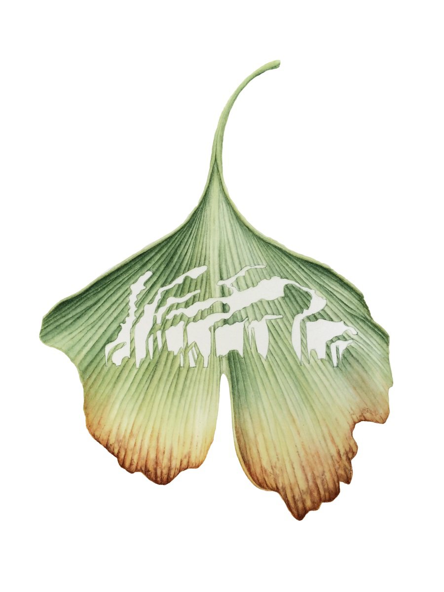 Smoldering leaf Ginkgo Biloba by Alona Hrinchuk