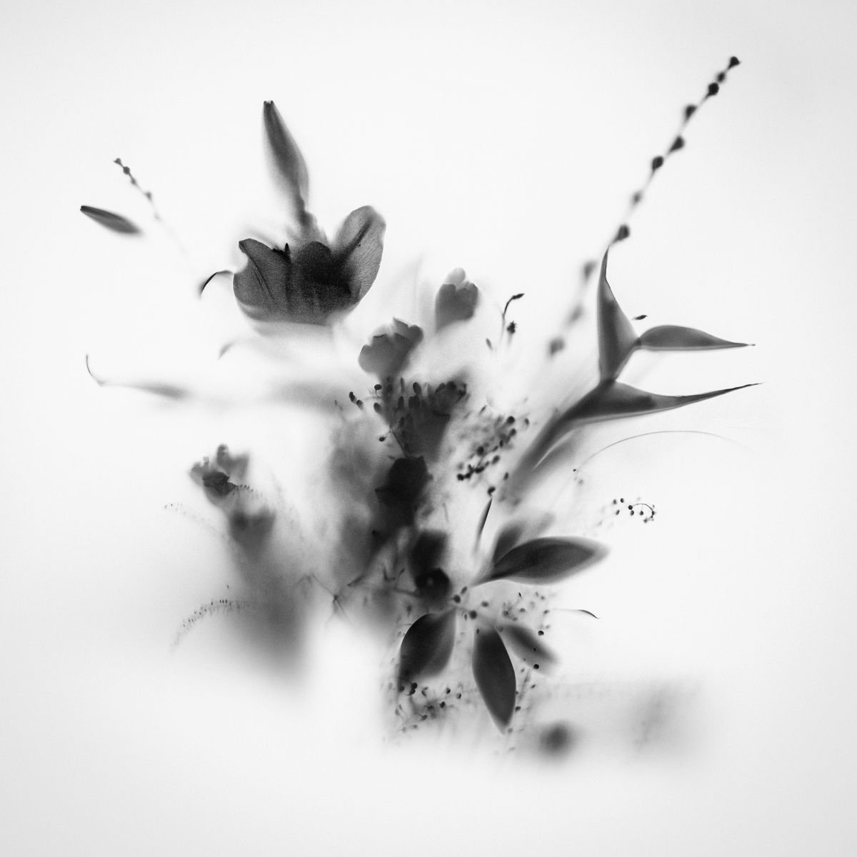 Botanical Painting By Teis Albers, 39 X 39", Natural Veil Iii, Original Artwork