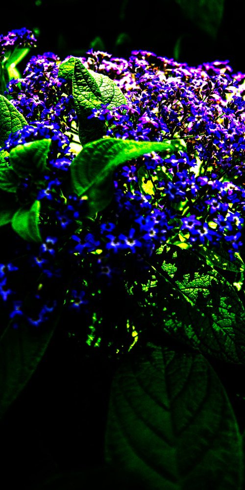 Mystic Garden Glow by David Huntzinger