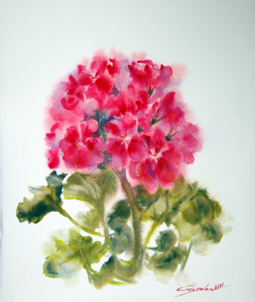 Blooming pelargonium 2 by Elena Gaivoronskaia