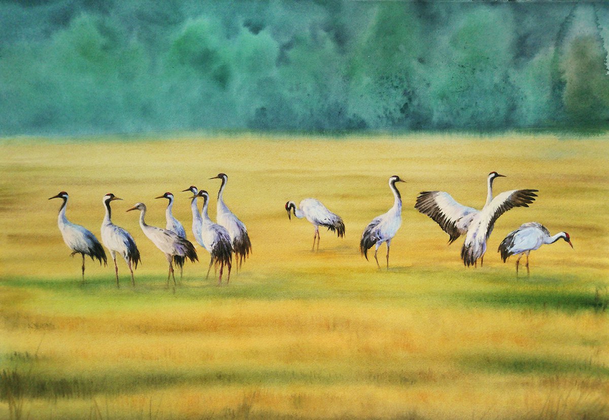 Red-crowned cranes walk in the mown fields - Japanese Red Crowned Cranes by Olga Beliaeva Watercolour