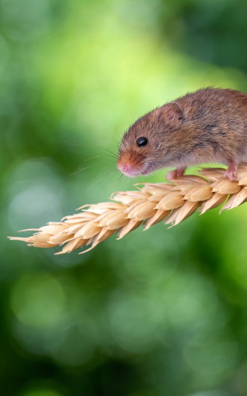 Harvest Mouse on corn by Paul Nash