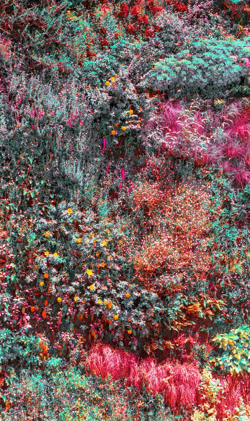 Wall of Nature III (aluminium dibond edition) by Viet Ha Tran