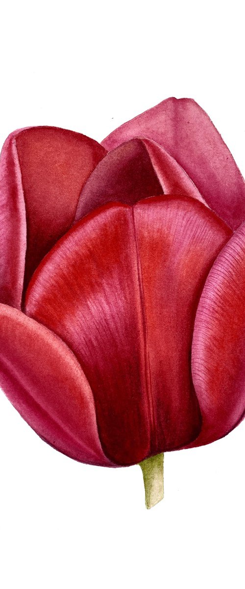 Watercolor red tulip by Tina Shyfruk