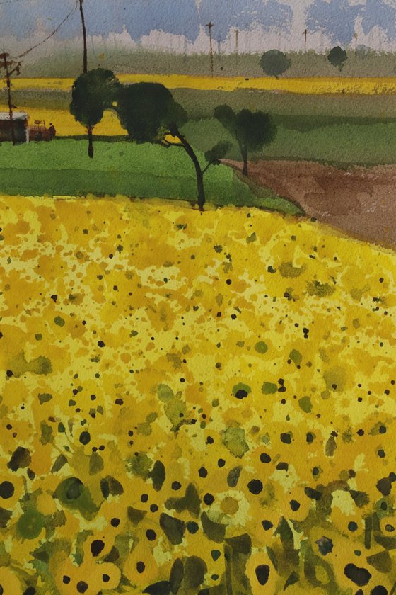 Sun flowers, yellowing greens