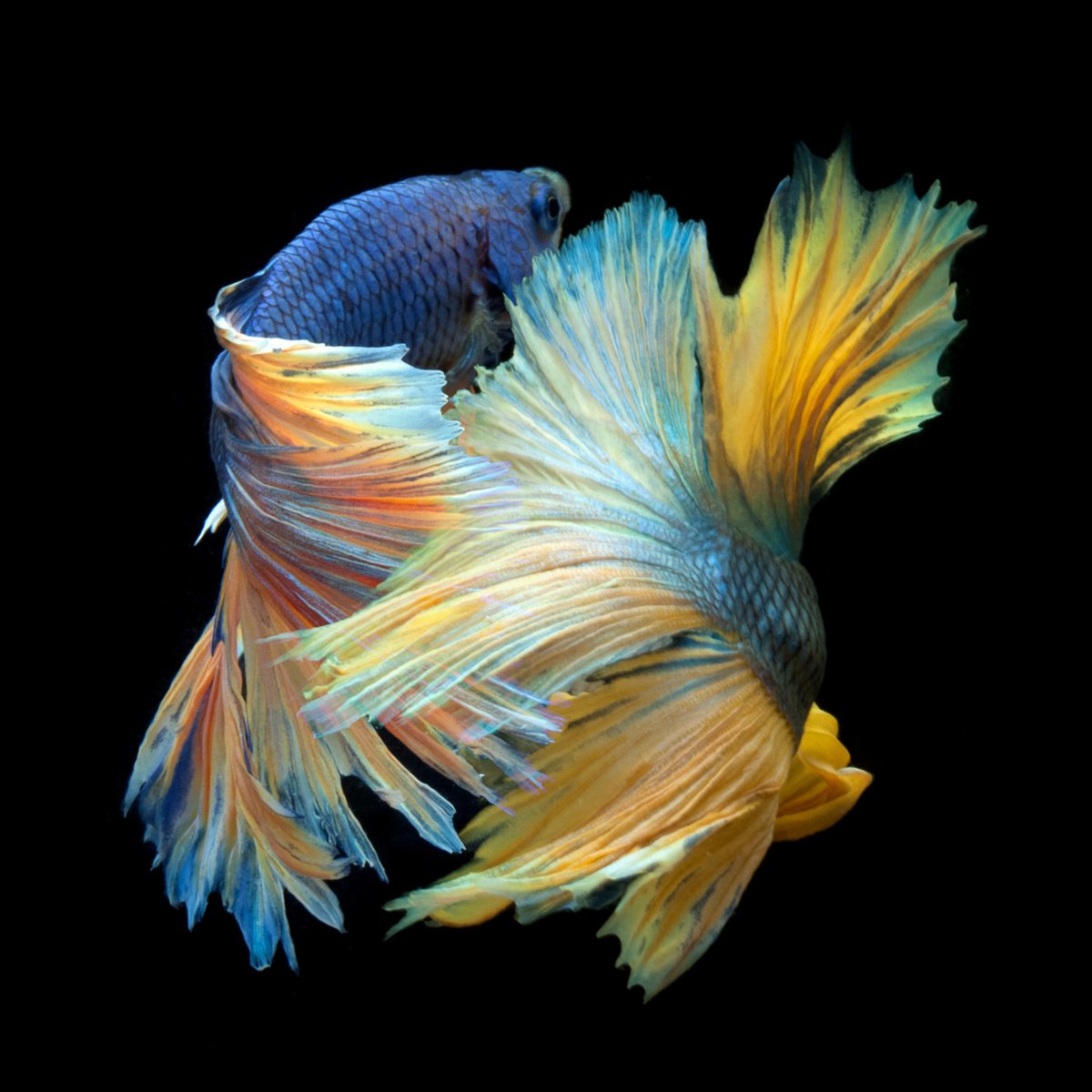 Abstract Animal Photograph By Michael Filonow, 32 X 32", Betta Collage 56, Original Artwork