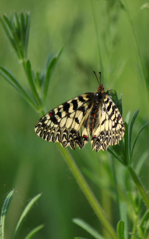 Easter butterfly by Sonja  Čvorović