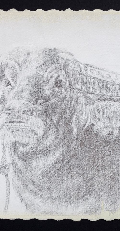The Bull Silverpoint Drawing by Liudmila Pisliakova