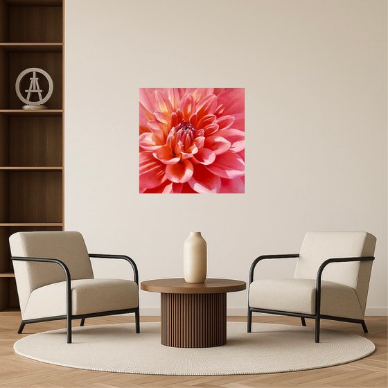 Radiant Bloom